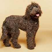 Labradoodle