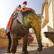 Ride an  Elephant to Amber Fort, Jaipur, India