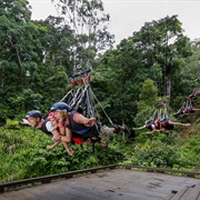 Minjin Swing Through the Jungle in Cairns