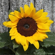 Sunflower Seed Protein