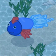 Betta Fish