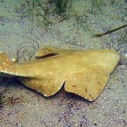 Angelshark