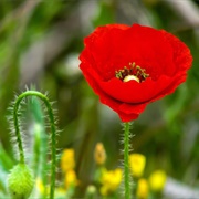 Common Poppy (Papaver Rhoeas)