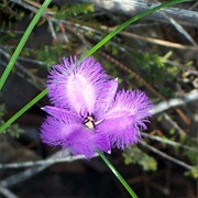 Common Fringe-Lily (Thysanotus Tuberosus)