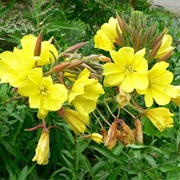 Hooker's Evening Primrose (Oenothera Elata)