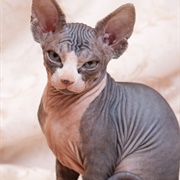 Hairless Cat