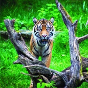 Nashville Zoo at Grassmere, Tennessee, USA