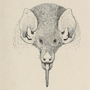 Tailed Tailless Bat