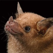 Mexican Long Nosed Bat