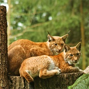 Wildpark Schwarze Berge, Rosengarten, Germany