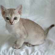 Javanese Kitten