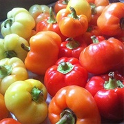 Hot Hungarian Alma Pepper