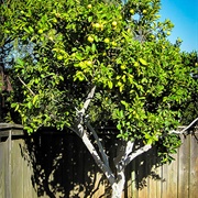 Lime Tree