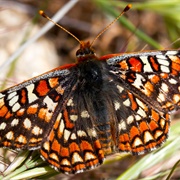 Quino Checkerspot Butterfly