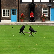 See the Tower of London Ravens