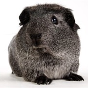 English Crested Guinea Pig