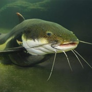 Gulper Catfish