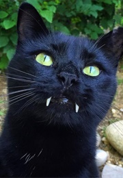 The Vampire Cat (Gerard Van Etten)