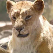 Sarabi (Lion King Live Action)