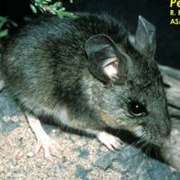 Northern Rock Mouse