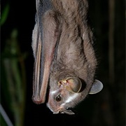 Heller's Broad-Nosed Bat