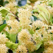 Linden Flowers