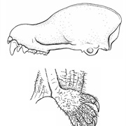 Harrison's Tube-Nosed Bat