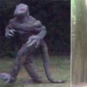 South Carolina: The Lizard Man