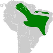 Mato Grosso Dog-Faced Bat