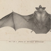Lesser Sheath-Tailed Bat