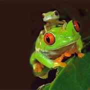 Help Endangered Animals Flourish