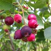 Juneberry (Amelanchier Lamarckii)
