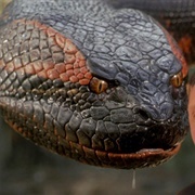 Anaconda (Anaconda, 1997)