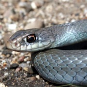 Eastern Racer