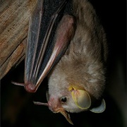 MacConnell's Bat