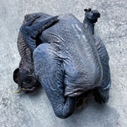 Eaten Black Chicken
