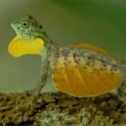 Draco Volans Lizard