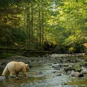 Spot a Kermode Bear in the Great Bear Rainforest