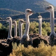 Oudtshoorn, South Africa