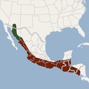 Underwood's Bonneted Bat