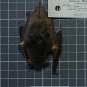 Schlieffen's Serotine