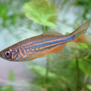 Danios