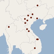 Elery's Tube-Nosed Bat