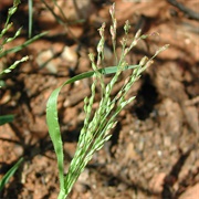Mexican Panicgrass (Panicum Hirticaule)