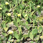 Devil's-Tongue (Opuntia Humifusa)