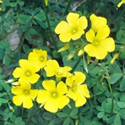African Wood-Sorrel (Oxalis Pes-Caprae)