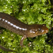 Ouachita Dusky Salamander