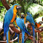 Parque Das Aves, Foz Do Iguaçu, Brazil