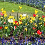 Seeing the First Spring Flowers