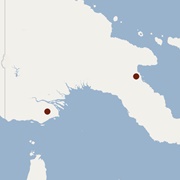 Mount Missim Long-Eared Bat
